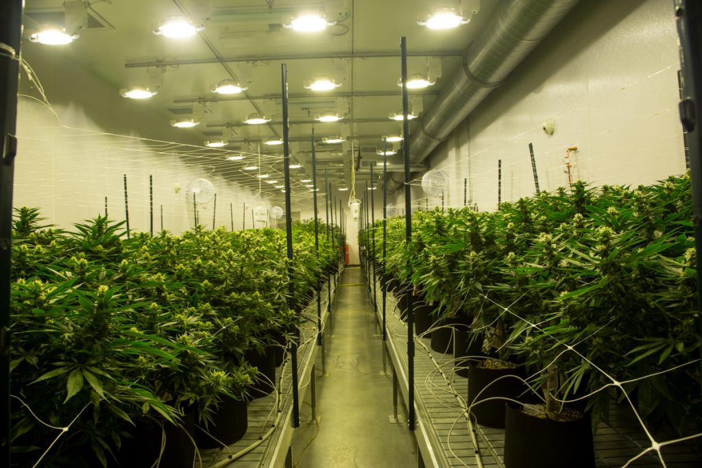 2016 Jennifer Catherine Photography Cresco Yeltrah is one of the licensed medical marijuana growers in Pennsylvania. The company expects to have its product available in February 2018. (2016 Jennifer Catherine Photography)