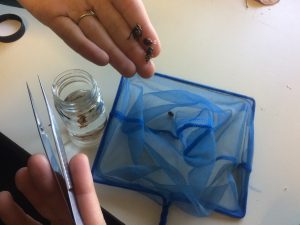 Isa Betancourt collects the bugs in jars and preserves them in chemicals so they can be studied in the future.
