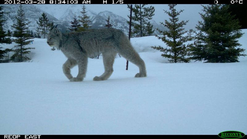 Animals use underpasses and overpasses to safely cross the Trans-Canada Highway. Researchers have found that different critters prefer different kinds of structures. (Courtesy of Highwaywilding.org)