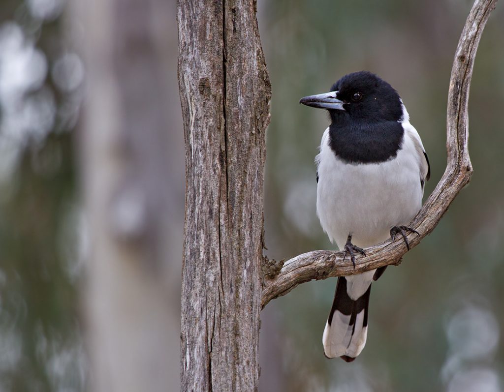 Pied Butcherbird The pied butcherbird in Australia inspired composer Hollis Taylor, who says we can consider its birdsong to be music. Photo from <a href='https://www.flickr.com/photos/patrick_k59/14640105234/in/photolist-oiGneu-93tjUr-5a33c6-XU9v56-6sGgM7-og5p6i-mDuTfx-92PT2g-JEwVq-oeeNa7-j9dWU-bnSQTQ-q1jgQL-dTcC4c-92T6cS-JvB2q-2AVt7C-92PVWv-Ap8t7L-J6HNbv-ojpk4N-92PUp6-oZuXz5-bmF52m-4t7h4A-9rrDdz-Ap8nkS-j9dGL-pYqP4y-omemNA-pFVL7R-7yf2Mt-q7NcnS-paSHkb-8Fh5ZZ-ApfB3F-bDfrCQ-dqqZFv-xq3rba-P3evGT-Vum4j7-6PkSYh-4fEwnL-2AR4xD-dqr7oC-XcYiHE-XsNsWn-yEuexH-vRXfLq-BnuW3b' target='_blank' rel='noopener'> Flickr user patrickkavanagh</a>.