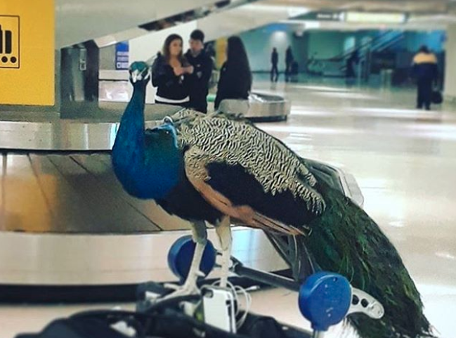 Screen Shot 2018-01-30 at 7.46.35 PM Brooklyn artist Ventiko bought a plane ticket for Dexter but he was not allowed to fly. (Screenshot of dexterthepeacock Instagram post)