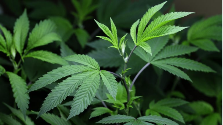 Legalization of the recreational use of marijuana is a matter of fierce debate. (AP Photo/Ted S. Warren, file)