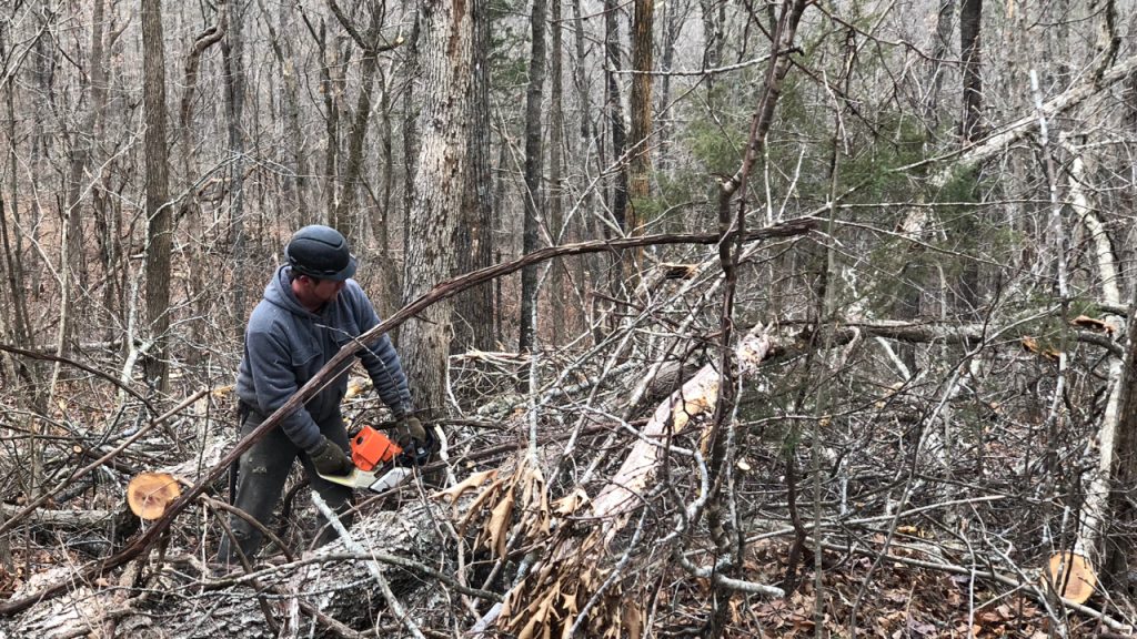 Tommy Fisk cuts down a black oak outside Eminence, Missouri on Dec. 14, 2017