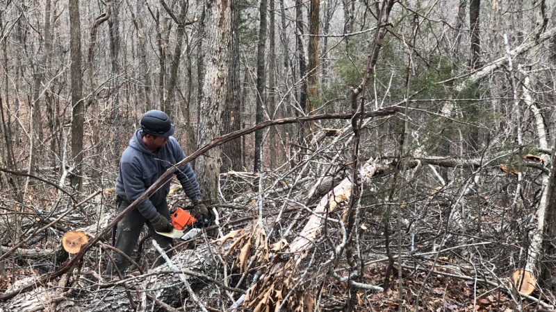 Tommy Fisk cuts down a black oak outside Eminence, Missouri on Dec. 14, 2017