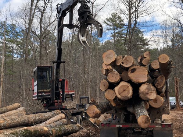 Loggers load up timber cut on Pioneer Forest land outside Eminence, Missouri on Dec. 14, 2017