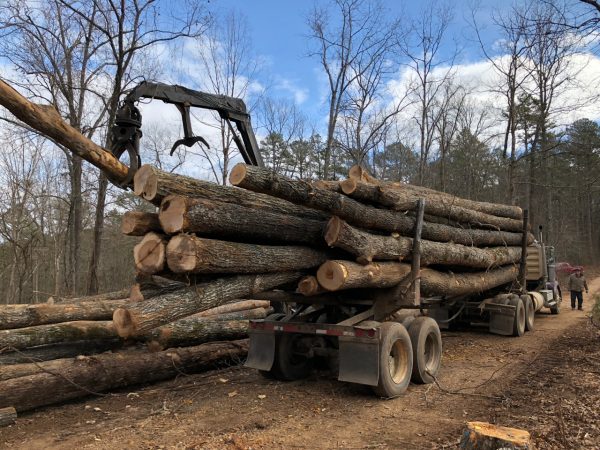 Gene Fisk, Sr. looks on as timber is loaded on to a truck in Pioneer Forest outside Eminence, Missouri on Dec. 14, 2017.