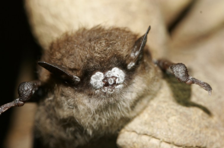batwhiteose Close-up of brown bat with nose fungus. (Ryan von Linden/New York Department of Environmental Conservation)