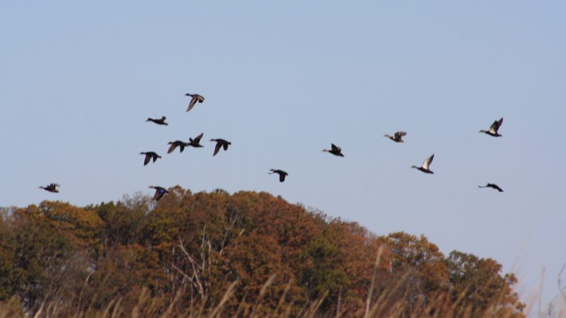 Ducks take flight as seen from the Blackbird Creek (Brian Drouin/WHYY)
