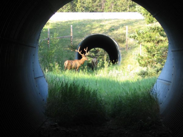 Animals use underpasses and overpasses to safely cross the Trans-Canada Highway. Researchers have found that different critters prefer different kinds of structures. (Courtesy of Adam Ford)