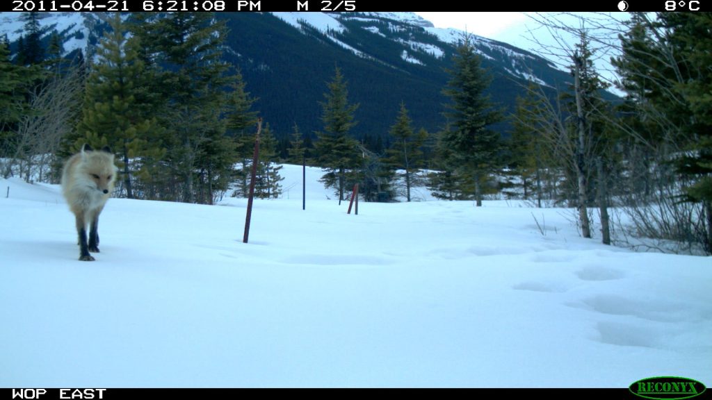 fox on Wop (2) Animals use underpasses and overpasses to safely cross the Trans-Canada Highway. Researchers have found that different critters prefer different kinds of structures. (Courtesy of Highwaywilding.org)