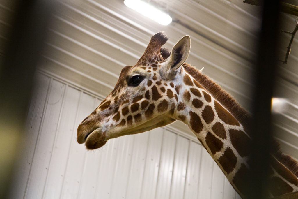During the winter months, giraffes at the Elmwood Park Zoo in Norristown view movies in their barn.