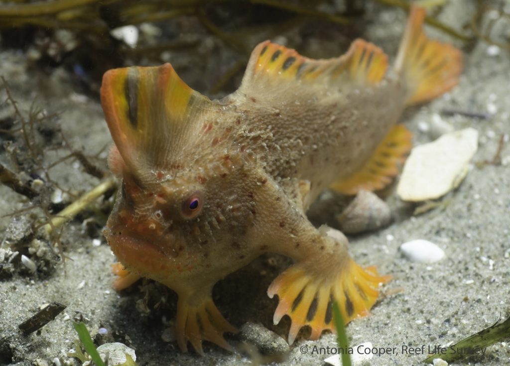 A new population of the rare red handfish, which gets around by “walking” slowly along the seafloor, has been found off Tasmania, Australia. A new population of the rare red handfish was found off Tasmania. (Antonia Cooper)