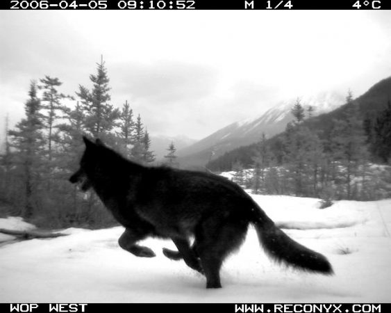 Animals use underpasses and overpasses to safely cross the Trans-Canada Highway. Researchers have found that different critters prefer different kinds of structures. (Courtesy of Tony Clevenger)