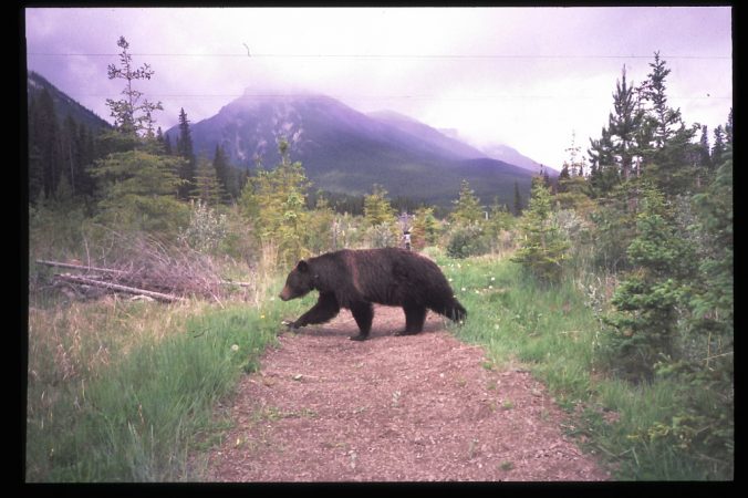 Animals use underpasses and overpasses to safely cross the Trans-Canada Highway. Researchers have found that different critters prefer different kinds of structures. (Courtesy of Tony Clevenger)