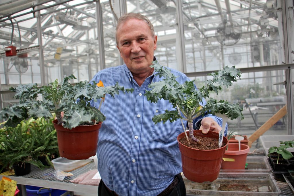 2018 02 07-e lee-ed guinan-villanova university-martian soil experiments kale Ed Guinan, a professor of astrophysics and planetary sciences at Villanova University, holds two kale plants grown by his undergraduate students, one grown in Earth soil (left) an the other in a 50 percent mix with Martian soil (right). The kale attempted in 100 percent Martian soil perished.