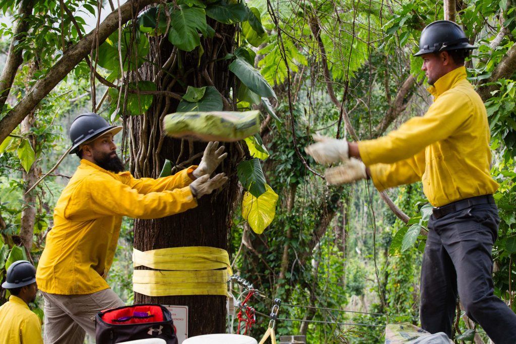 20180208_El Yunque_Credit_BertJohnson-9 Workers pass bags of concrete in a human chain from a park road to a zip line platform further down the hill in El Yunque National Forest. T