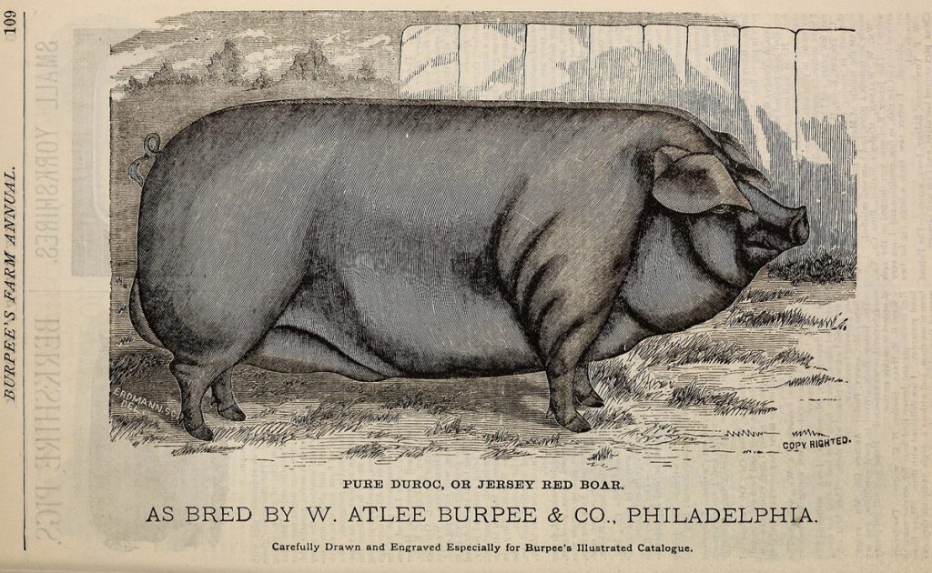 Burpee’s_farm_annual_-_garden,_farm,_and_flower_seeds,_thoroughbred_stock_(1884)_(19887929854)x1200 By W. Atlee Burpee Company; Henry G. Gilbert Nursery and Seed Trade Catalog Collection (No restrictions, via Wikimedia Commons)