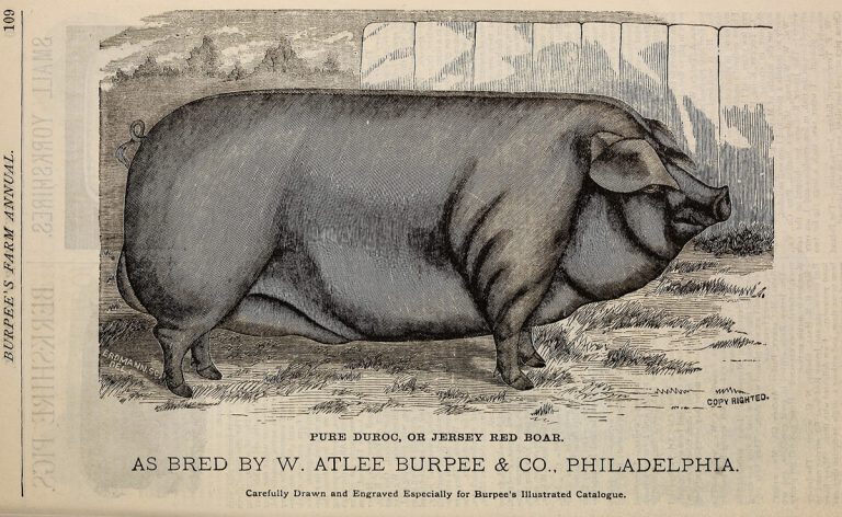 By W. Atlee Burpee Company; Henry G. Gilbert Nursery and Seed Trade Catalog Collection (No restrictions, via Wikimedia Commons)