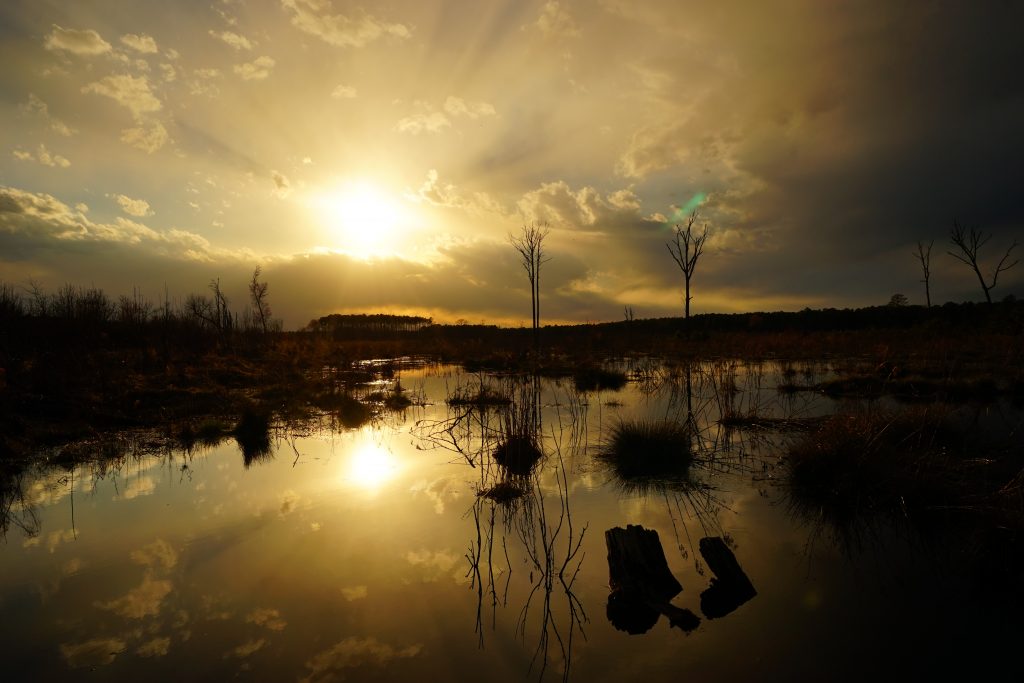 Great More of the Great Cypress Swamp in southern Delaware is being preserved. (Andrew Martin/ Delaware Wild Lands)