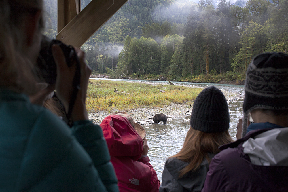 IMG_2801pulse Visitors watch a bear feasting on salmon. The Homalco Nation has invested in a wildlife viewing operation on its territory.