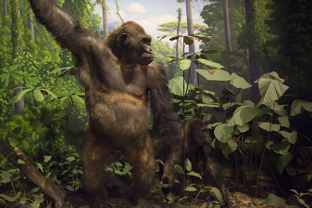 Gorilla diorama The diorama featuring gorillas will be one of two to get a fresh cleaning. This week, glaziers took the glass off the display for the first time in 80 years to allow workers to access it. (Irina Zhorov/WHYY)