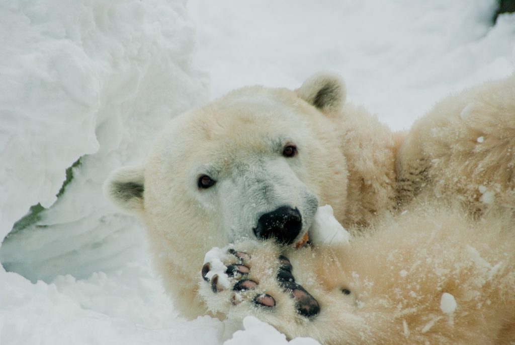 SONY DSC Coldilocks the polar bear (courtesy of The Philadelphia Zoo)