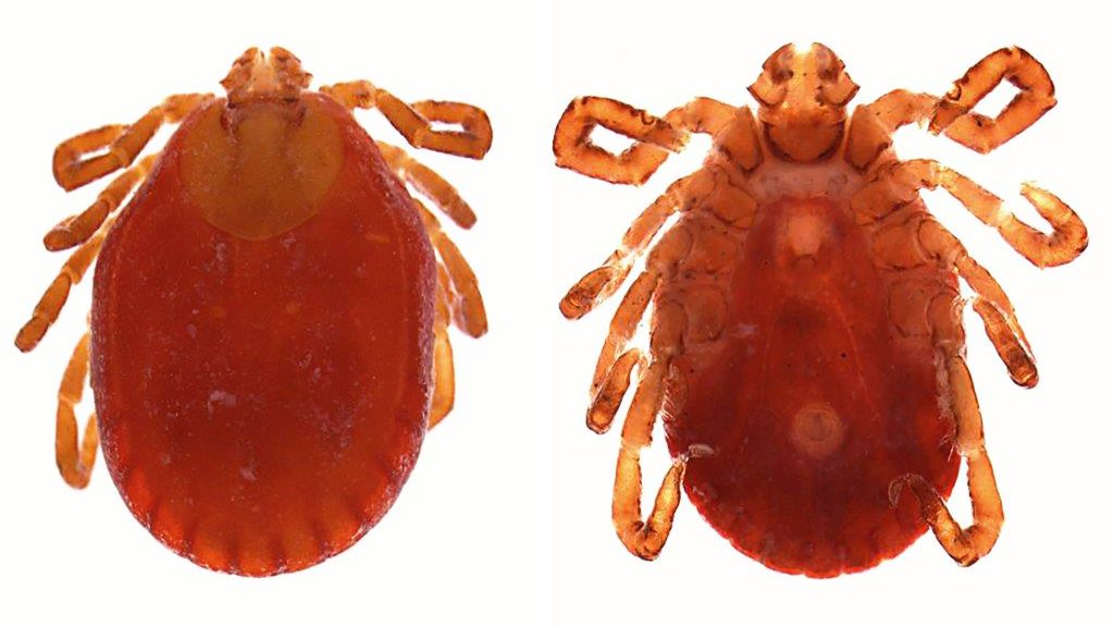 The tick Haemaphysalis longicornis. The tick Haemaphysalis longicornis. (Tadhgh Rainey)