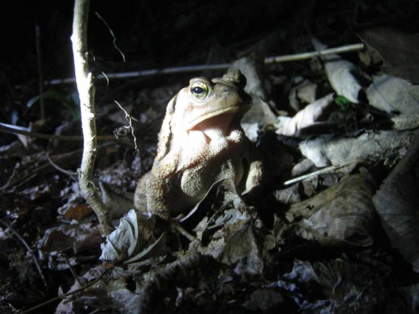 toads_20130415_1205843921 Hibernating toads are making their annual leap to breeding grounds — a bit ahead of schedule (WHYY, file)