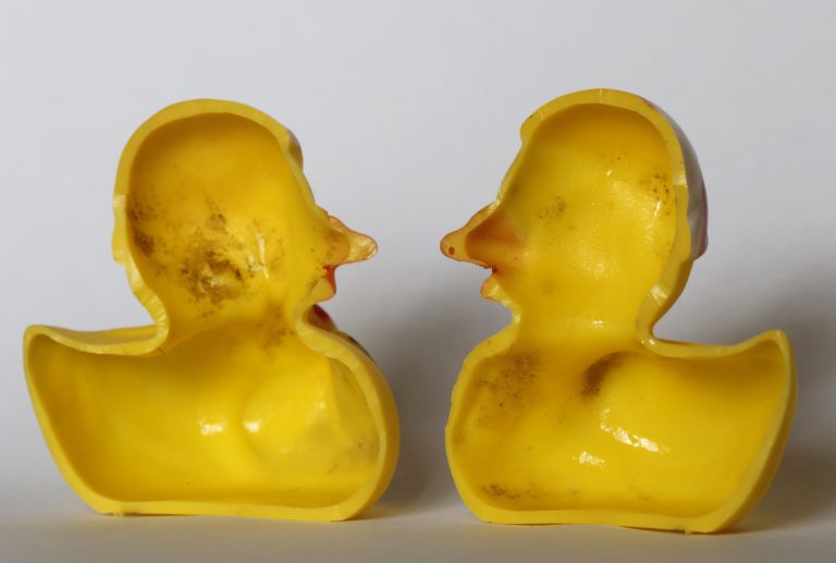 The March 27, 2018 photo shows the inside of a rubber duck after it was cut open for the photo in Nauen, Germany. Swiss researchers now say the cute, yellow bath-time friends harbor a dirty secret: Microbes swimming inside.  (Ferdinand Ostrop/AP Photo)