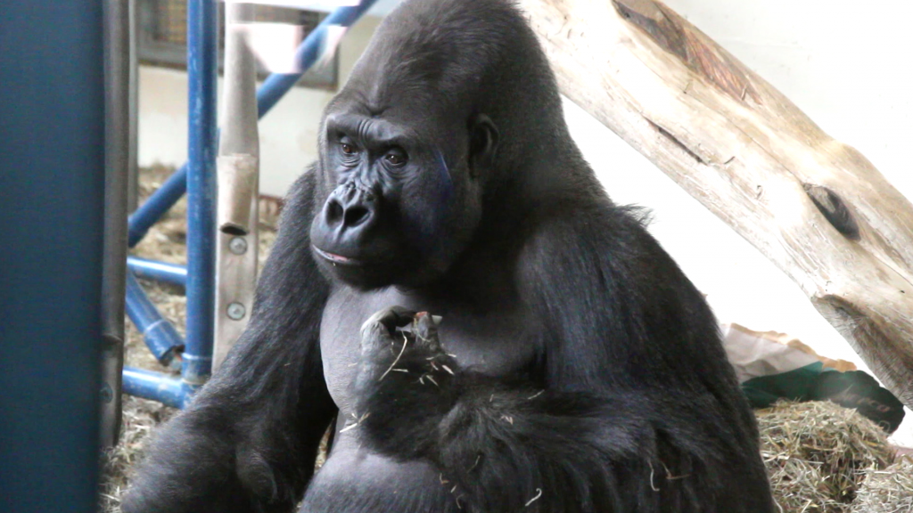Louis the gorilla (Kimberly Paynter/WHYY)