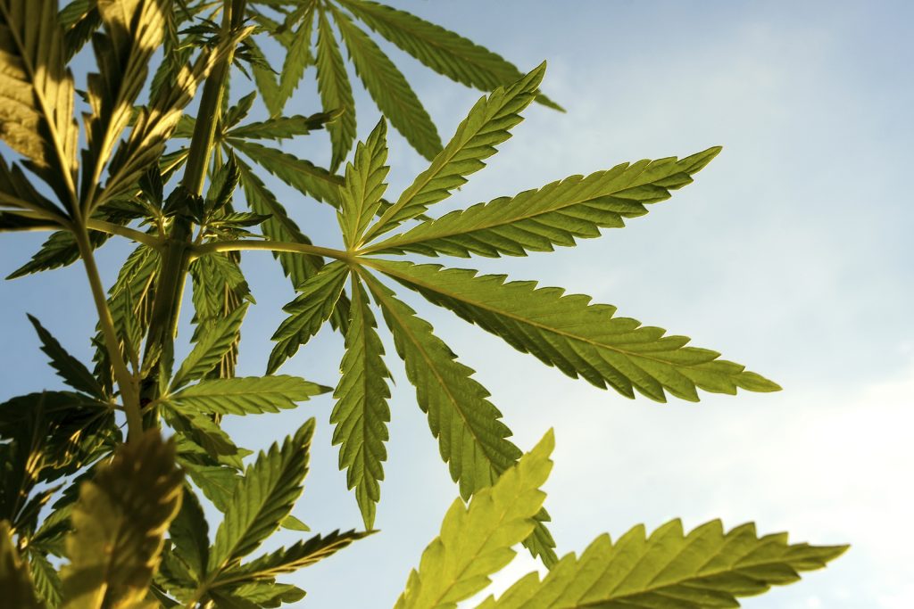 Marijuana. Hemp. Cannabis, Good Background. Cannabis Leaf On Blu Marijuana plant. (BigStock)
