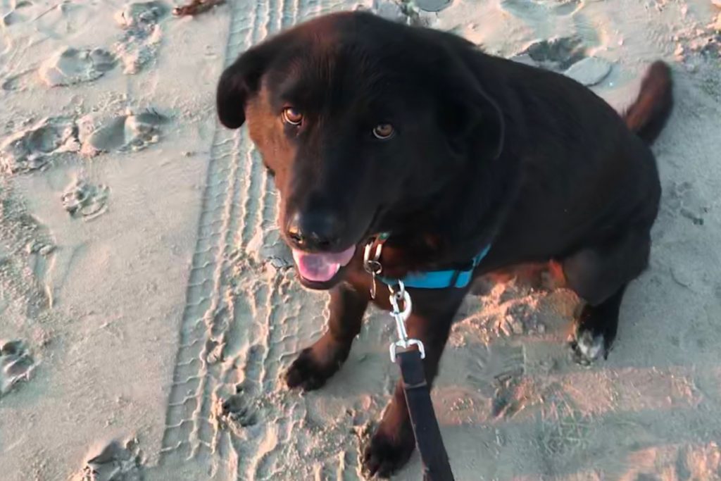 charlie Charlie is a black Lab look-alike with a penchant for taking over the bed. (Image courtesy of Marybeth Hagan)