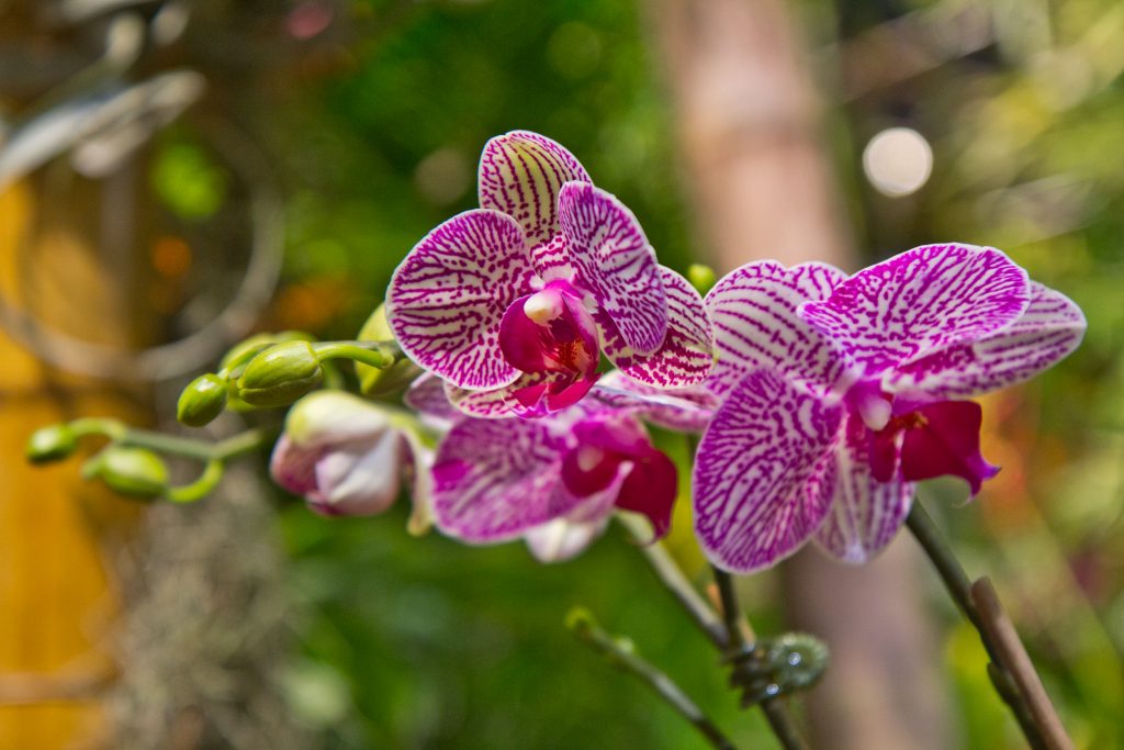 flower show 18 Orchids on display at the main exhibit of the 2018 Flower Show in Philadelphia. (Kimberly Paynter/WHYY)