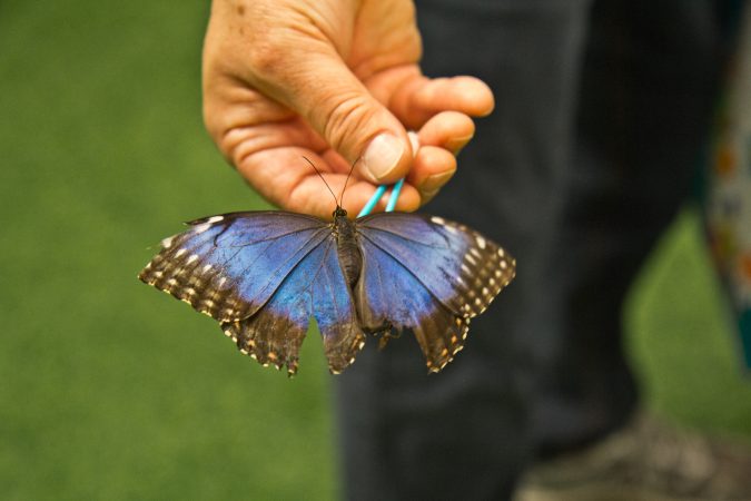 Visitors interact with butterflies at the Philadelphia Flower Show’s Butterfly Experience. (Kimberly Paynter/WHYY)