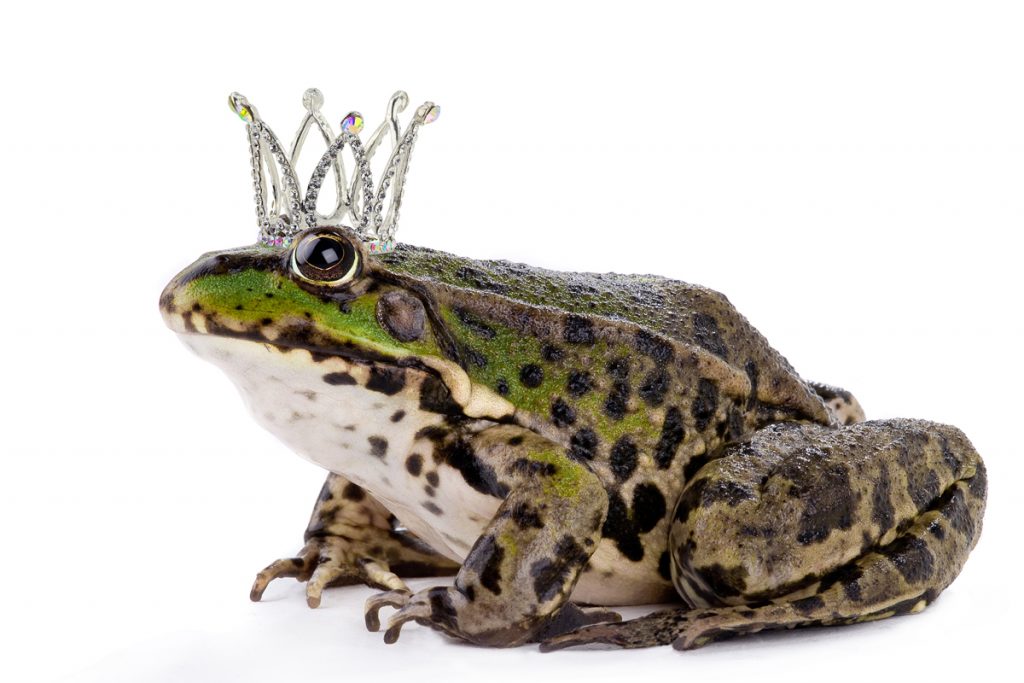 Frog frog prince