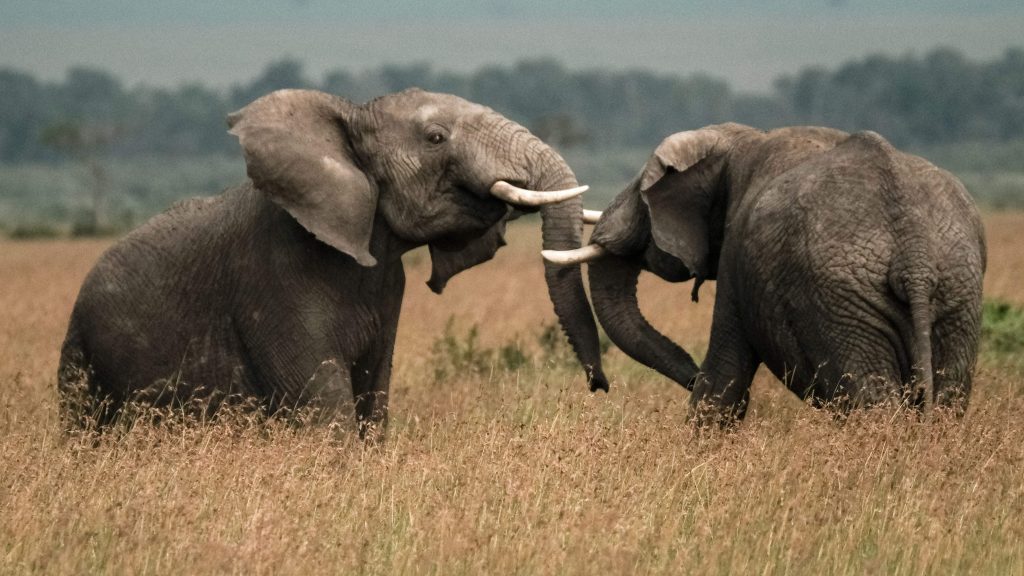 Two elephants play in a field in southern Kenya earlier this year. Two elephants play in a field in southern Kenya earlier this year. (Yasuyoshi Chiba/AFP/Getty Images)