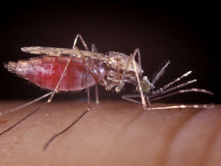 The female Anopheles mosquito is a spreader of malaria. (Smith Collection/Gado/Getty Images)