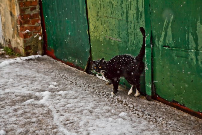 Heavy wet snow falls in West Philadelphia Wednesday morning. (Kimberly Paynter/WHYY)