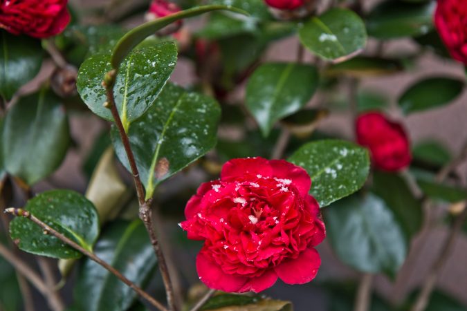 Wednesday morning brought only sleet to Philadelphia. (Kimberly Paynter/WHYY)