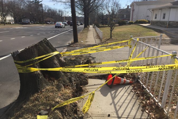 A broken-up sidewalk around a downed tree presents a minor obstacle to hikers. (Image courtesy of J.J. Tiziou)