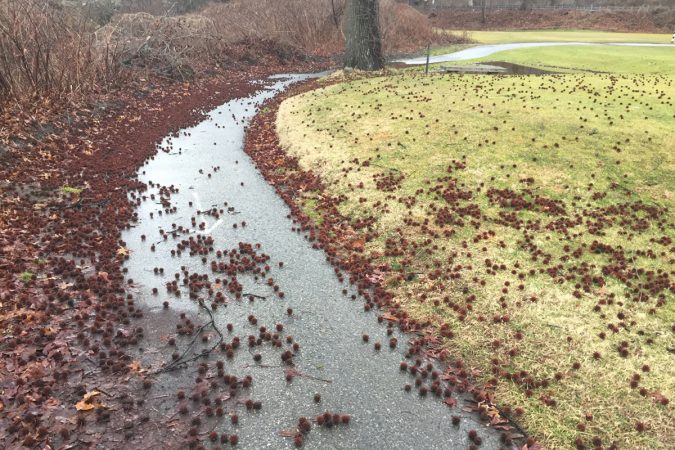 Some of the paths at the edge of Philadelphia's city limits are paved. (Image courtesy of J.J. Tiziou)