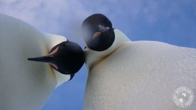 Emperor penguins near Australia’s Mawson research center in Antarctica took a video “selfie.” Emperor penguins near Australia's Mawson research center in Antarctica took a video