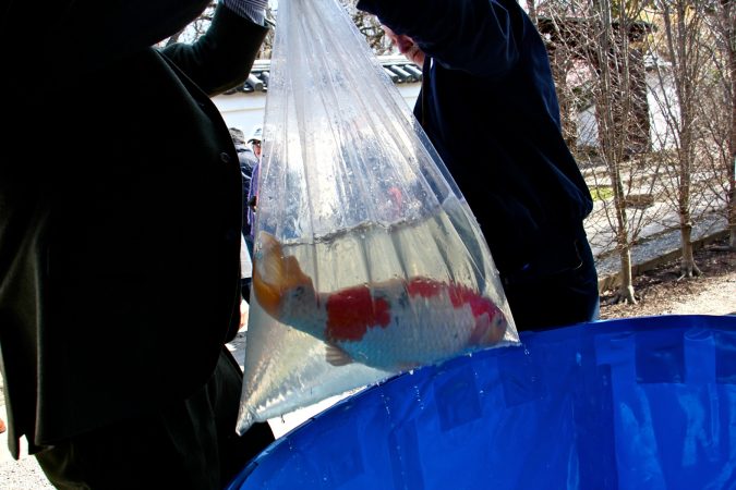 Joseph Zuritsky and an assistant transport koi in a large plastic bag at the Japanese House and Garden. (Emma Lee/WHYY)