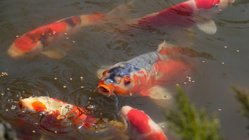 Koi rise to the surface of the pond to feed. (Emma Lee/WHYY)