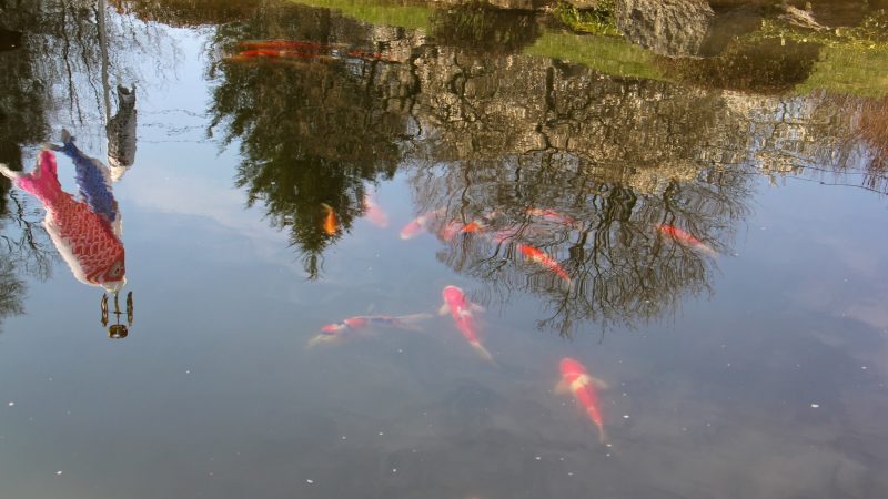 The 31 koi donated by Joseph Zuritsky are already living in the pond at the Japanese House and Garden. More will be introduced in May, when the water is warmer. (Emma Lee/WHYY)