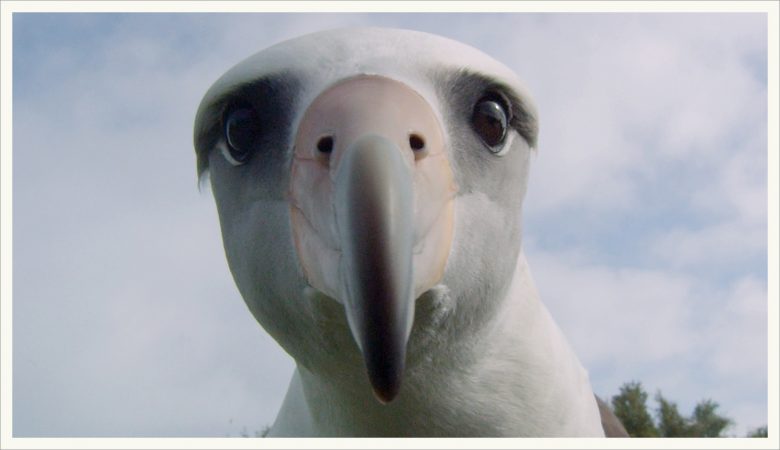 Albatross birds are masters at soaring through the wind without flapping their wings. They can spend years over the ocean without touching land. (Image from Albatross documentary)