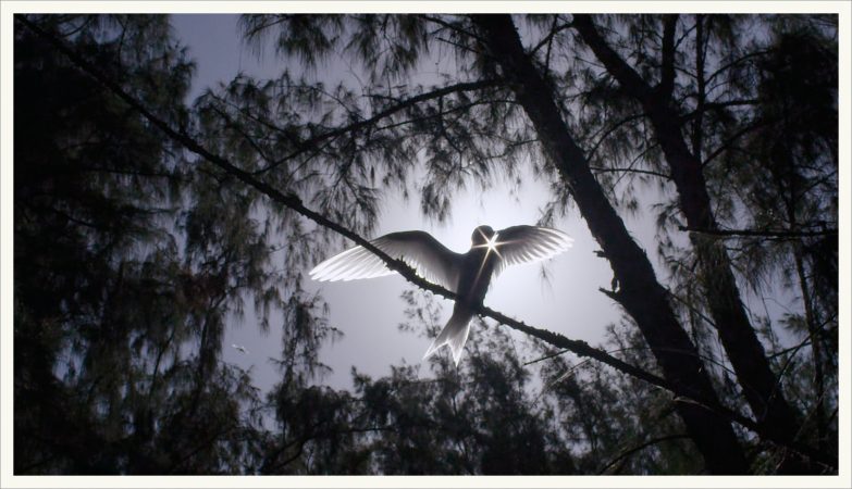 Albatross birds are among the largest sea birds. (Image from Albatross documentary)