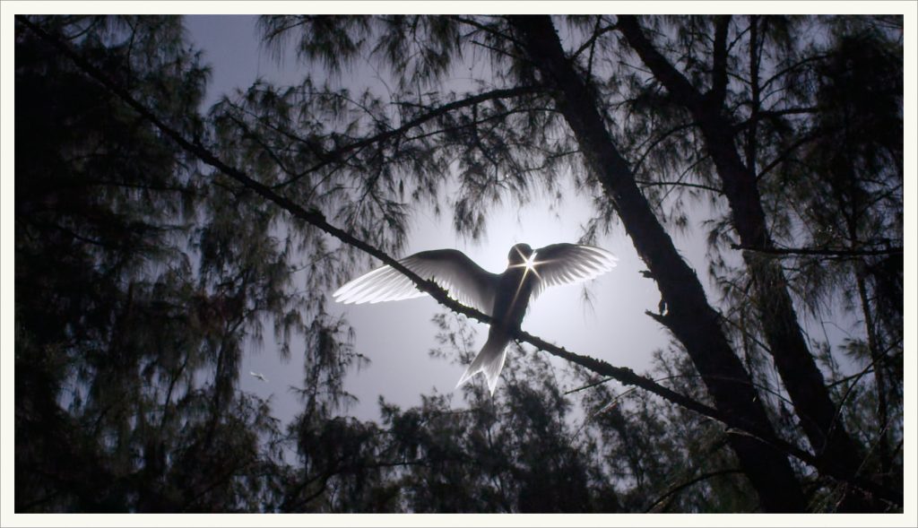 ALBATROSS_3Still Albatross birds are among the largest sea birds. (Image from Albatross documentary)