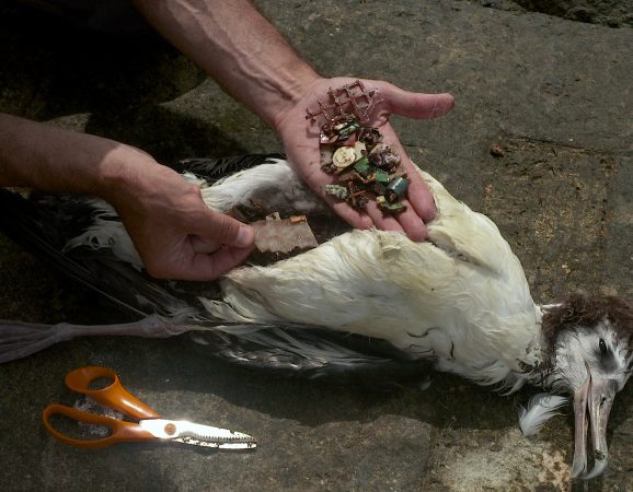 The Albatross eats squid but often consumes plastic debris  that can kill them. (Image from Albatross documentary)