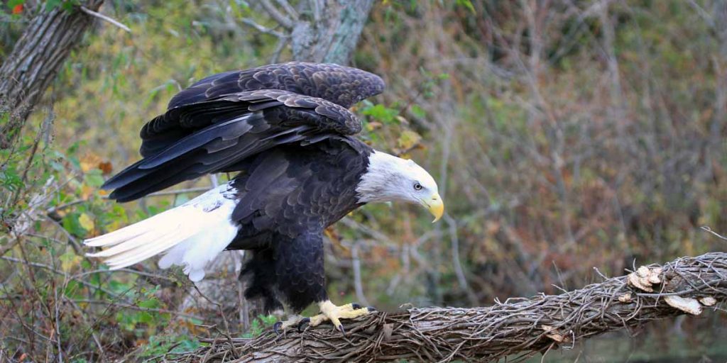 Bald Eagle min Bald eagle (Photo by Lee Hajduk)